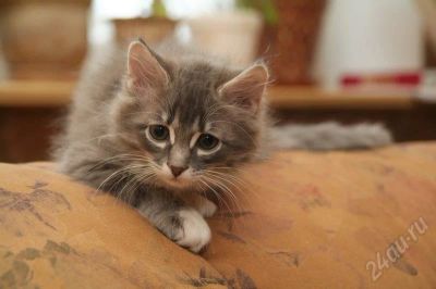 Лот: 222853. Фото: 1. Отдам котенка. Остальные животные