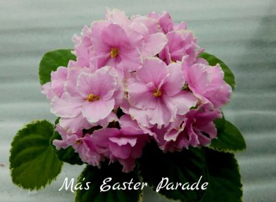 Лот: 6047446. Фото: 1. Фиалка сортовая Ma's Easter Parade... Горшечные растения и комнатные цветы