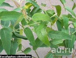 Лот: 7827553. Фото: 1. Эвкалипт лимонный (Eucalyptus... Горшечные растения и комнатные цветы