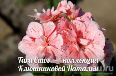 Лот: 9648094. Фото: 1. Пеларгония Tara caws ( укорененный... Горшечные растения и комнатные цветы