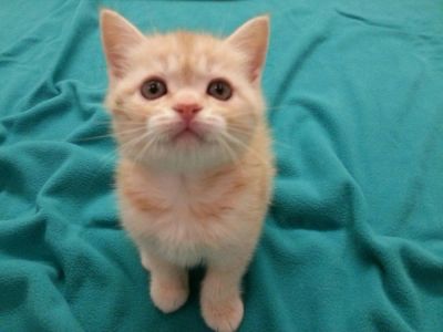 Лот: 4973122. Фото: 1. шотландские котята. Кошки, котята