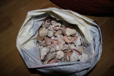 Лот: 6300843. Фото: 1. Ракушки_2. Грунты, украшения, наполнения