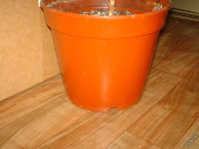 Лот: 4804579. Фото: 1. ! горшок. Кашпо, горшки, вазоны для цветов
