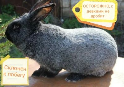 Лот: 19901677. Фото: 1. Молодой Рабочий Крол. Остальные животные