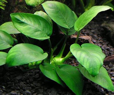 Лот: 16203643. Фото: 1. Анубиас Бартера вар. Нана (Anubias... Водные растения