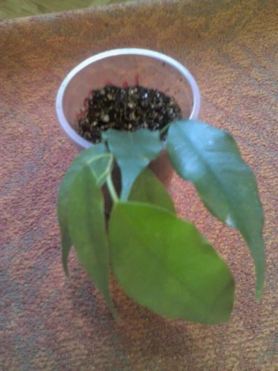 Лот: 11252553. Фото: 1. неон фикус...... Горшечные растения и комнатные цветы