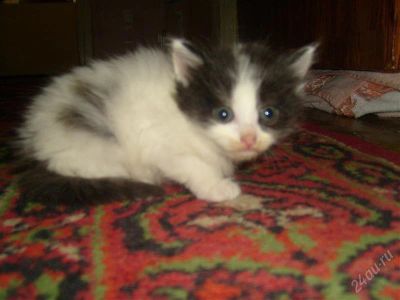 Лот: 2871431. Фото: 1. Очаровательная кошечка ищет добрые... Кошки, котята