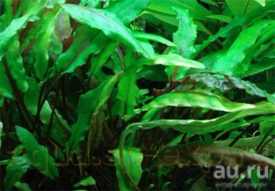 Лот: 9439495. Фото: 1. Криптокарина. Водные растения