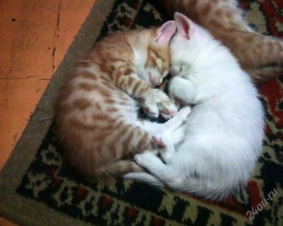 Лот: 2301318. Фото: 1. Котята рыжие и белые. Кошки, котята