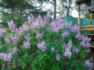 Лот: 9770196. Фото: 1. Сирень. Декоративные кустарники и деревья