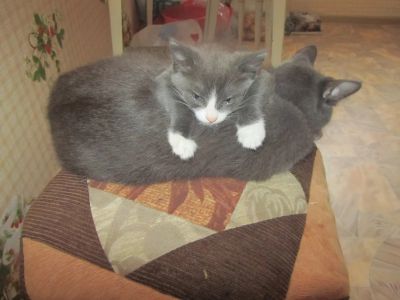 Лот: 4684136. Фото: 1. Отдам котят в хорошие руки. Кошки, котята