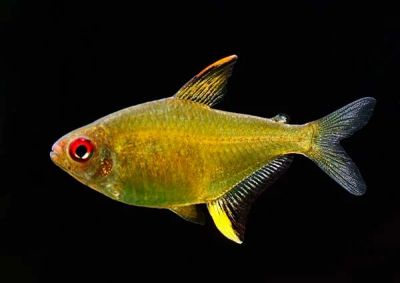 Лот: 8234604. Фото: 1. Тетра лимонная (Hyphessobrycon... Рыбки