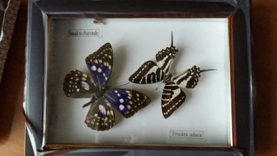 Лот: 5256770. Фото: 1. Бабочки. Сувенирные мелочи