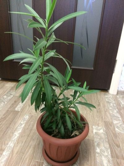 Лот: 12302589. Фото: 1. Олеандр. Свежие цветы