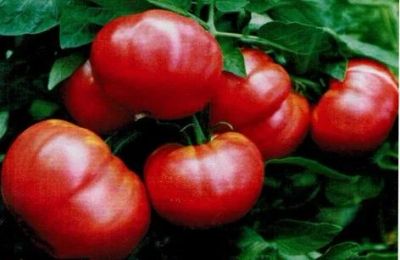 Лот: 9742093. Фото: 1. Рассада томатов для улицы различных... Овощи