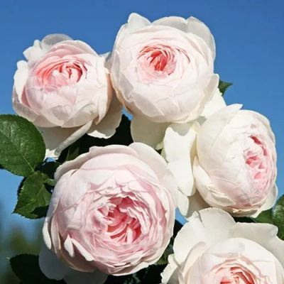 Лот: 22038665. Фото: 1. Роза флорибунда Герцогиня Кристиана. Садовые цветы
