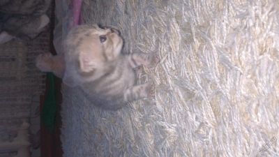 Лот: 5762708. Фото: 1. Продам котят британцев недорого... Кошки, котята