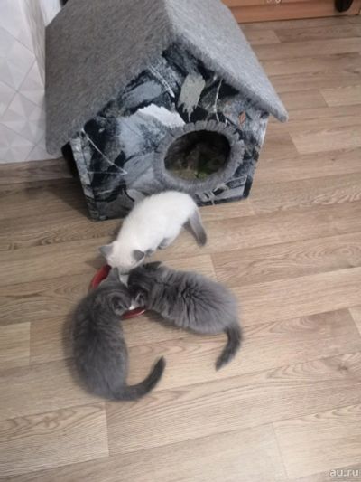 Лот: 13439066. Фото: 1. Британские котята. Кошки, котята