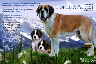 Лот: 4710200. Фото: 1. Щенки сенбернара с родословной. Собаки, щенки
