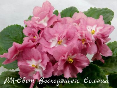 Лот: 5208121. Фото: 1. Фиалка сортовая РМ-Свет Восходящего... Горшечные растения и комнатные цветы