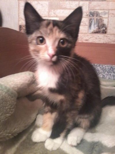 Лот: 3778104. Фото: 1. отдам трех цветную кошечку. Кошки, котята