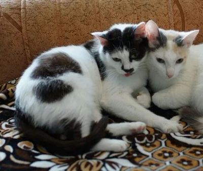 Лот: 12489656. Фото: 1. Кошечка Ася, 2 года. Кошки, котята