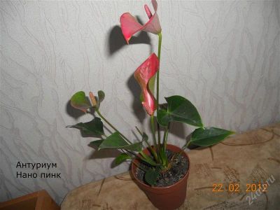 Лот: 1585265. Фото: 1. Антуриум Нано Пинк. Горшечные растения и комнатные цветы