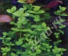 Лот: 617436. Фото: 1. Линдерния круглолистная. Водные растения