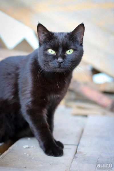 Лот: 8334157. Фото: 1. Шикарная черная пантера бесплатно. Кошки, котята
