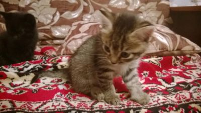 Лот: 3400161. Фото: 1. Котята (второй месяц, голубоглазые... Кошки, котята
