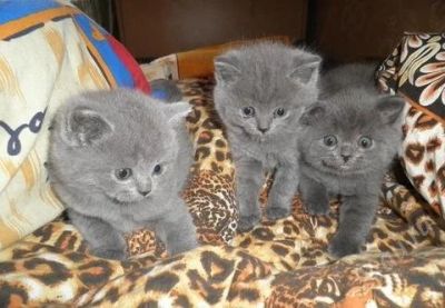 Лот: 2454146. Фото: 1. Котята шотландские. Кошки, котята