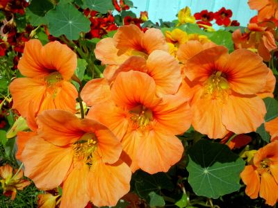 Лот: 12955142. Фото: 1. Семена настурции вьющейся махровой... Садовые цветы