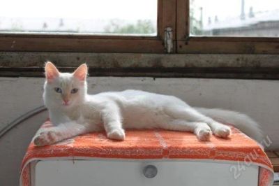 Лот: 2902628. Фото: 1. котенок сева ищет хозяина!. Кошки, котята