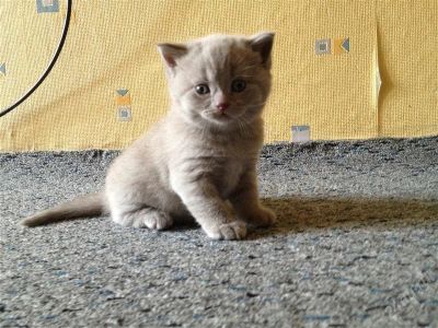 Лот: 2842415. Фото: 1. Британский котенок. Кошки, котята