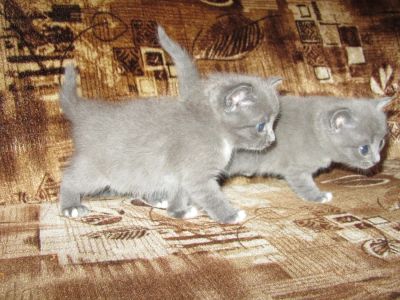 Лот: 3259752. Фото: 1. Отдам котёнка в хорошие руки. Кошки, котята