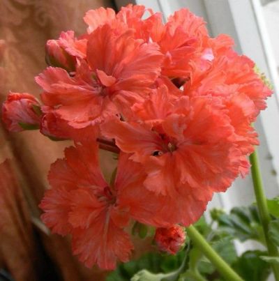 Лот: 14834232. Фото: 1. Пеларгония Diana Palmer. Горшечные растения и комнатные цветы