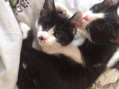 Лот: 10202531. Фото: 1. Отдам Котов в хорошие руки!. Кошки, котята