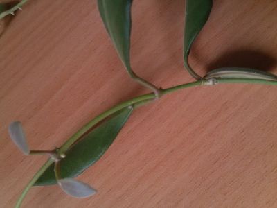 Лот: 7139736. Фото: 1. Хойя (Hoya) Tsangii. Горшечные растения и комнатные цветы
