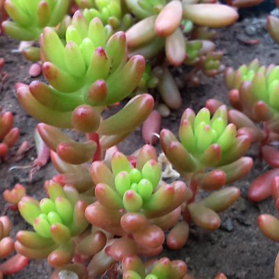 Лот: 11414284. Фото: 1. Седум Sedum rubrotinctum. Горшечные растения и комнатные цветы