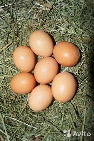 Лот: 7838479. Фото: 1. Яйцо куриное домашнее. Мясо, птица, яйцо