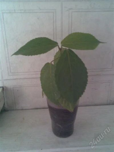 Лот: 1842214. Фото: 1. акалифа (лисий хвост) росток 3. Горшечные растения и комнатные цветы