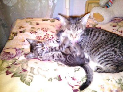 Лот: 6997026. Фото: 1. котенок. Кошки, котята