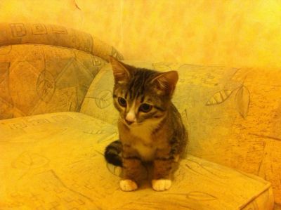 Лот: 6307168. Фото: 1. Отдам котика в добрые руки. Кошки, котята
