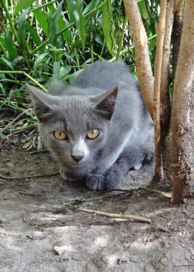 Лот: 10046099. Фото: 1. Кошечки. Кошки, котята