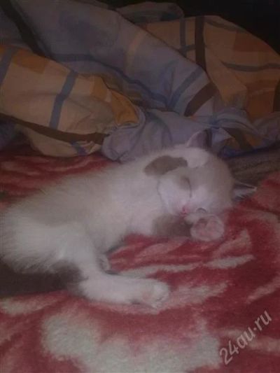 Лот: 1385597. Фото: 1. отдам котенка срочно!. Кошки, котята
