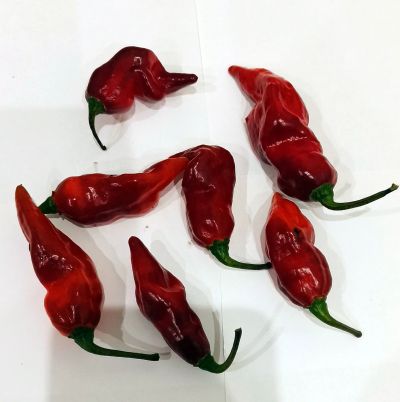 Лот: 14573182. Фото: 1. Плод перца Bhut Jalokia PND x... Овощи, фрукты, зелень