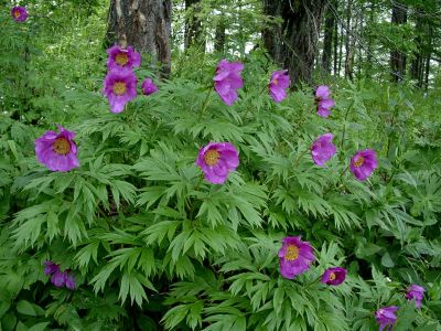 Лот: 16306481. Фото: 1. Семена пиона Марьин Корень (Paeonia... Садовые цветы