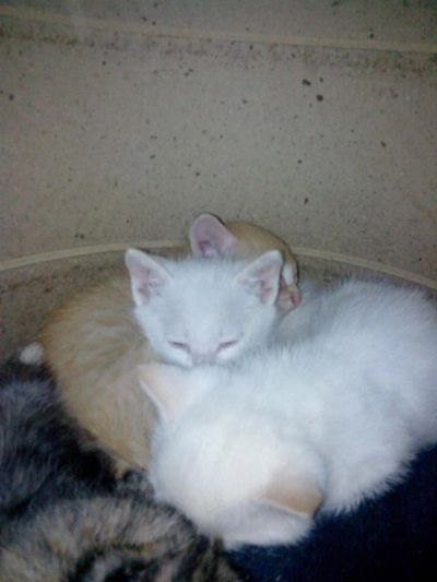 Лот: 3210635. Фото: 1. отдам котят в хорошие руки. Кошки, котята