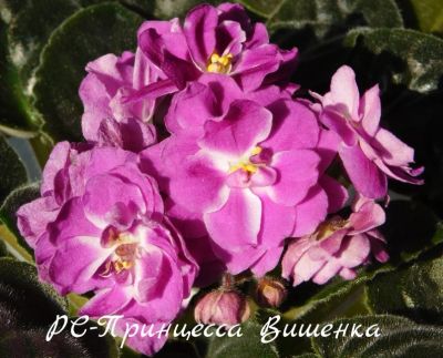 Лот: 8405179. Фото: 1. Фиалка сортовая РС-Принцесса Вишенка... Горшечные растения и комнатные цветы