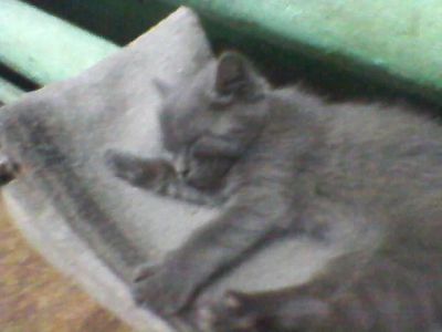 Лот: 3859455. Фото: 1. Отдам котят. Кошки, котята